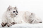 Photo American Curl