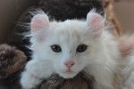 Photo American Curl