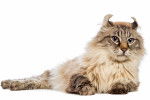 Photo American Curl