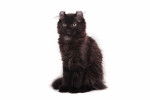 Photo American Curl