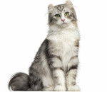 Photo American Curl