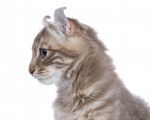 Photo American Curl