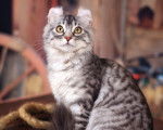 Photo American Curl