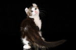 Photo American Curl