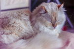 Photo American Curl