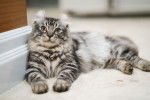 Un American Curl gris tabby estallongé dans le salon