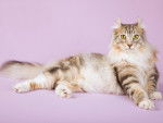 Photo American Curl