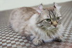 Photo American Curl