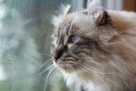 Photo American Curl