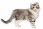 Photo American Curl (3 mois)