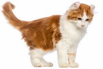Photo American Curl (3 mois)