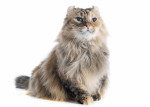 Photo American Curl