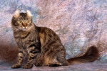 Photo American Curl