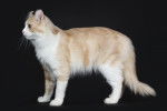 Photo American Curl