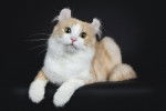 Photo American Curl