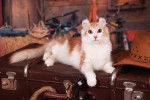 Photo American Curl