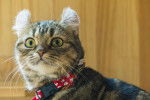 Photo American Curl