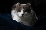 Photo American Curl