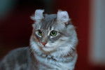 Photo American Curl