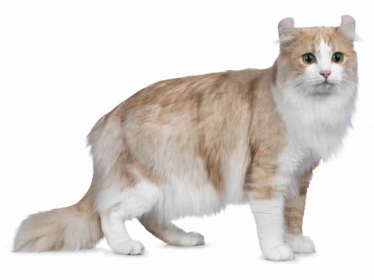 Photo American Curl