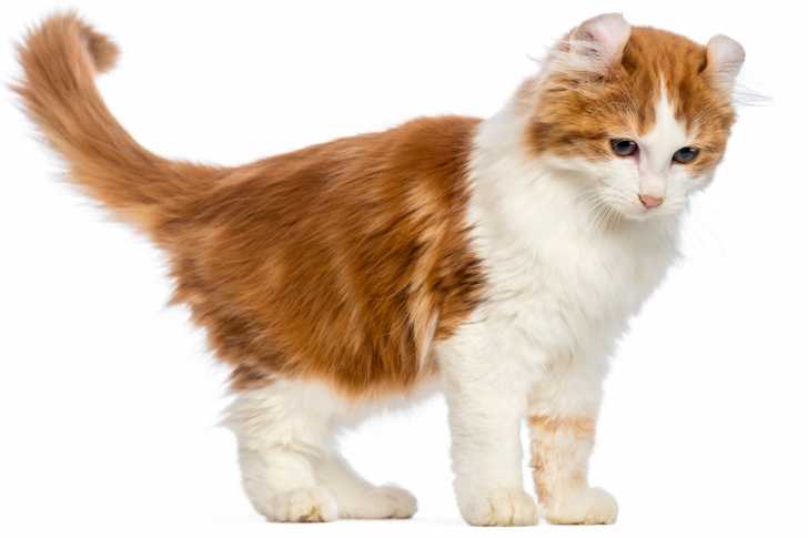 Photo American Curl (3 mois)