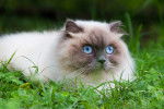 Un chat Himalayen allongé dans l'herbe
