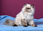 Un chaton Himalayen
