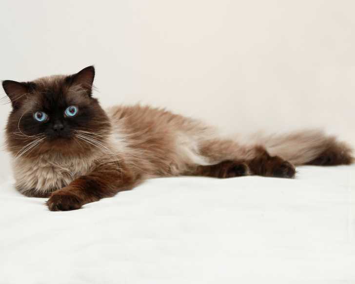 Le Birman - Himalayen