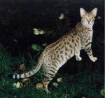 Jael - Kanaani Mâle