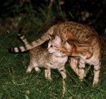 Jael - Kanaani Mâle