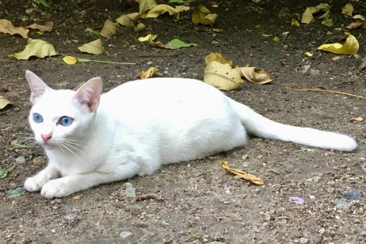 Un Khao Manee blanc aux yeux bleus allongé sur de la terre