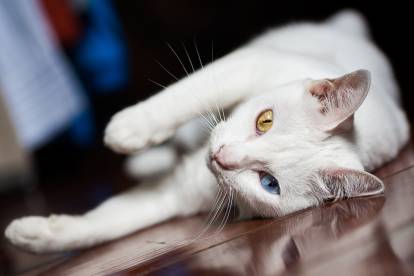 Un superbe Khao Manee blanc aux yeux vairons