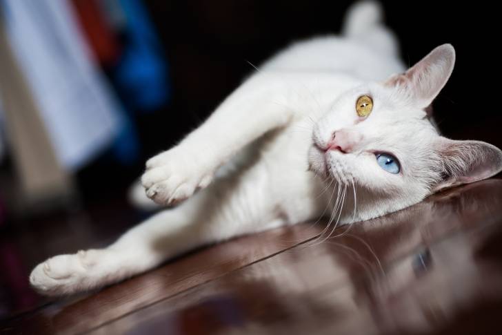 Un superbe Khao Manee aux yeux vairons