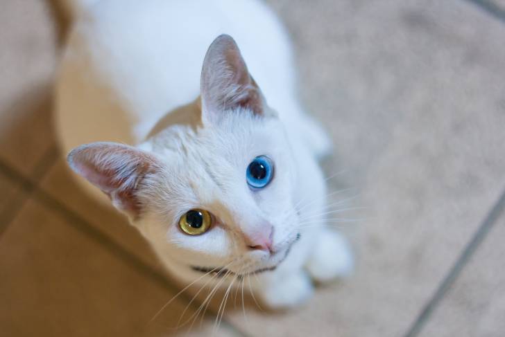 Vue du dessus d'un Khao Manee avec de beaux yeux vairons