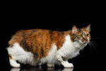Photo Karelian Bobtail