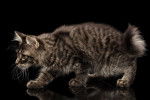 Photo Karelian Bobtail