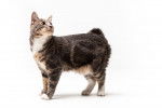 Photo Karelian Bobtail