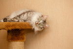 Photo Karelian Bobtail