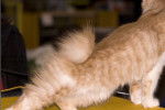 Photo Karelian Bobtail