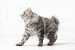 Photo Karelian Bobtail