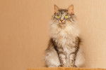 Photo Karelian Bobtail