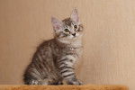 Photo Karelian Bobtail