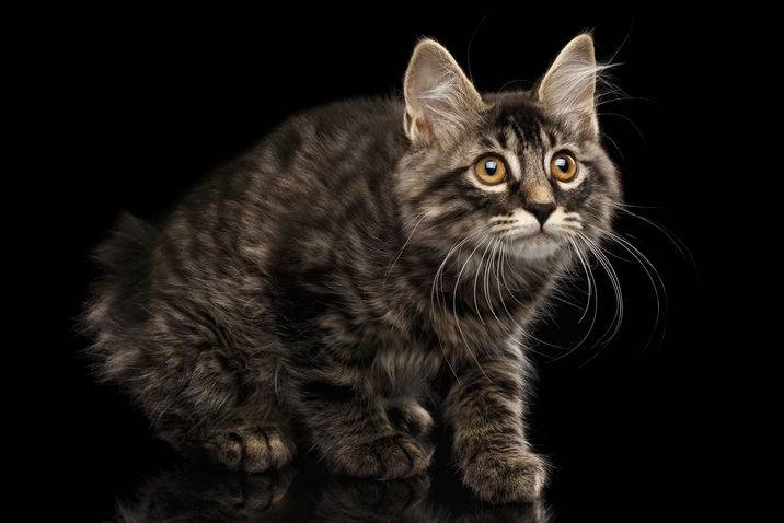 Photo Karelian Bobtail