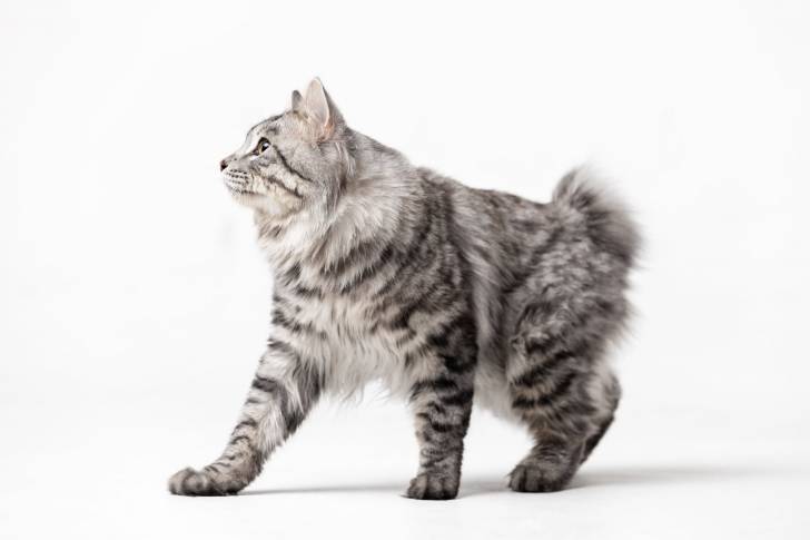 Photo Karelian Bobtail