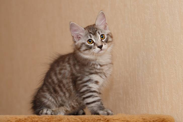 Photo Karelian Bobtail