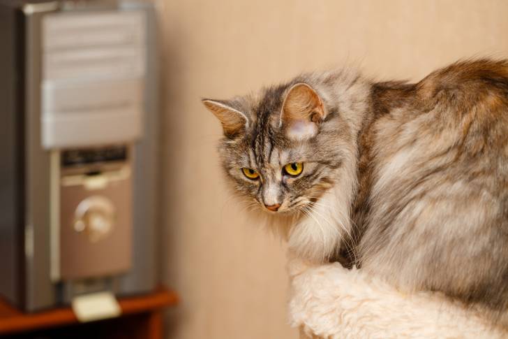 Photo Karelian Bobtail