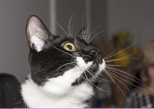Photo Karelian Bobtail