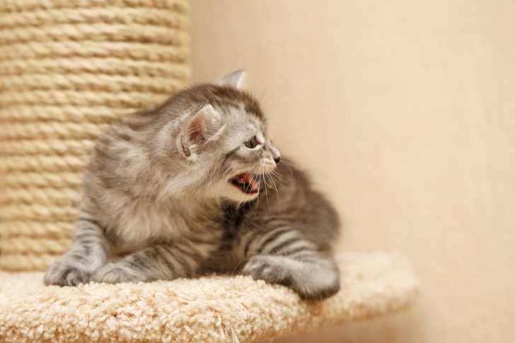 Photo Karelian Bobtail