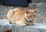 Un Mau Arabe red tabby assis sur un muret