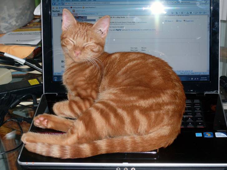 Un Mau Arabe red tabby allongé sur un clavier d'ordinateur